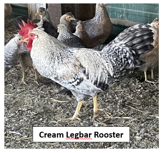 12 Cream Legbar Hatching Eggs