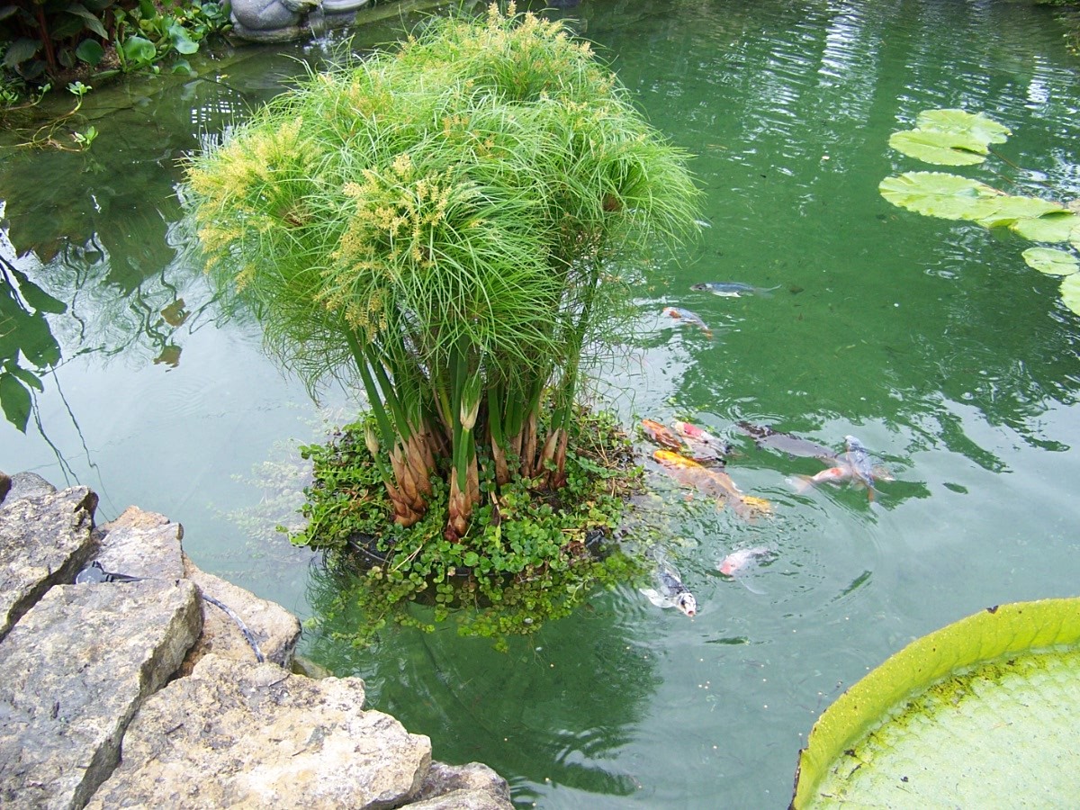 24" Floating Island Pond Planter-plant-koi-water garden-pool-aquatic-fish-flower