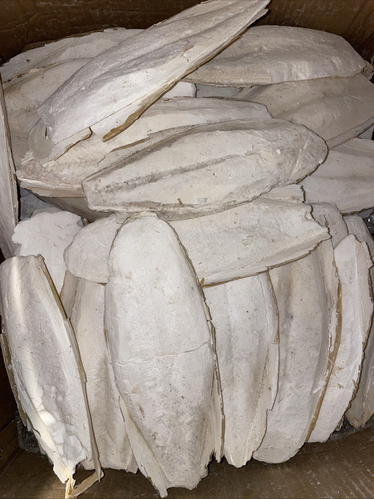 Large Natural Cuttlebone Cuttlefish Bone Bird Reptile Turtle Food Calcium 6"++