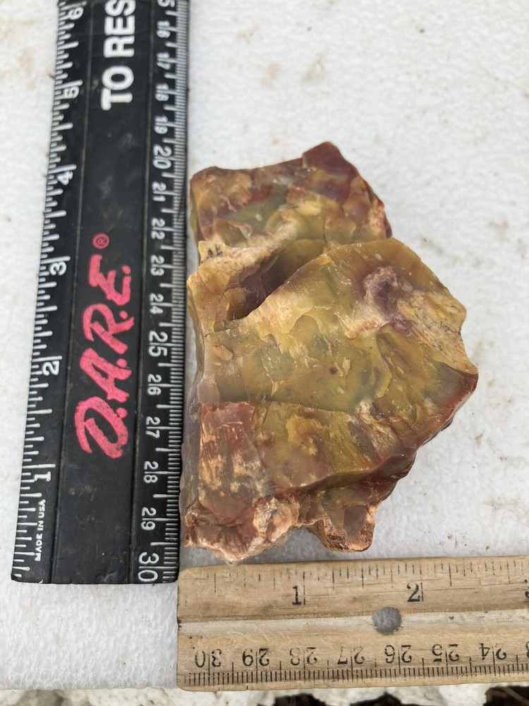Arizona Petrified Wood