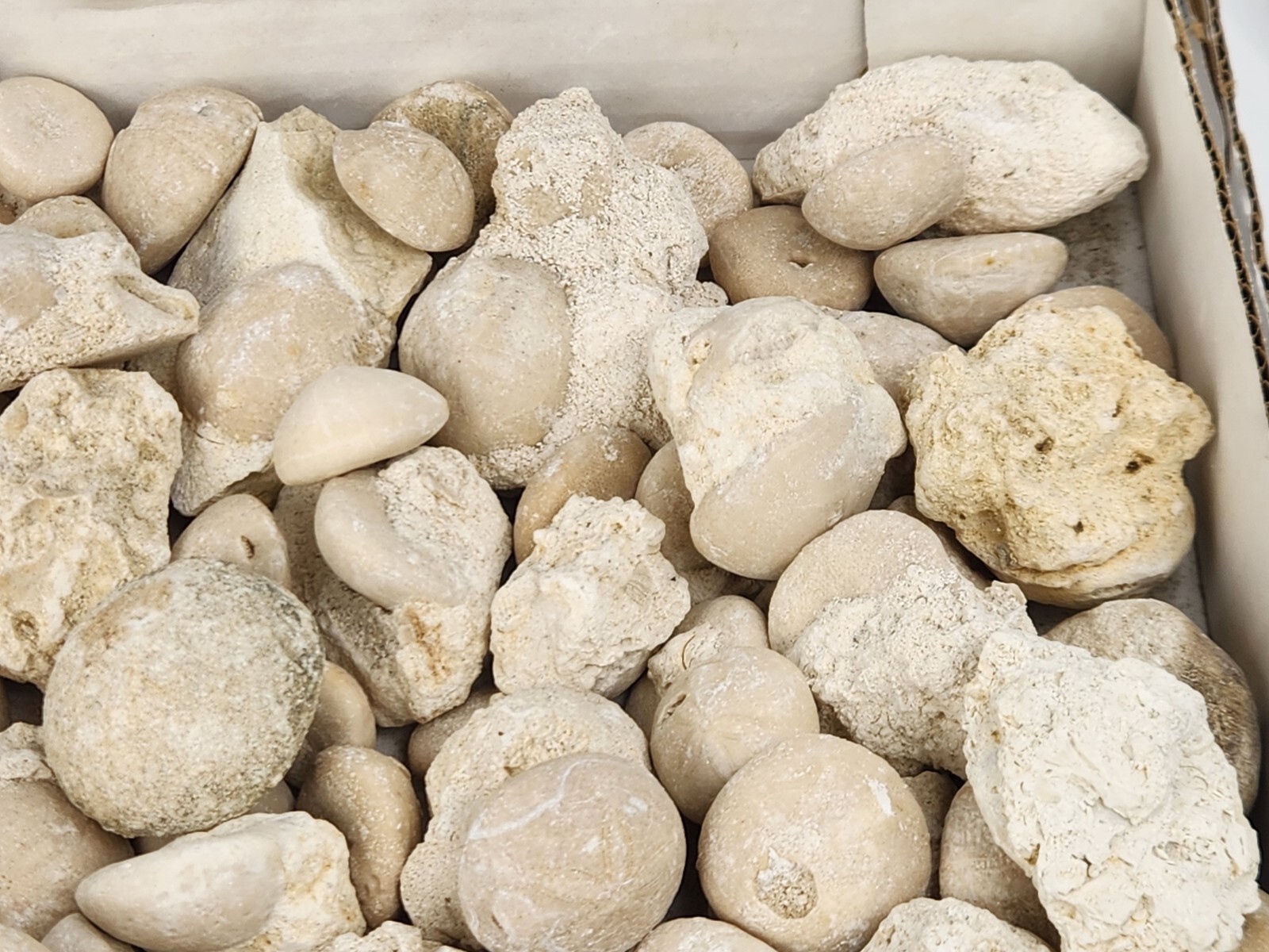 Fossil Sea Urchin (Echinoid) - Florida - 1 Per Purchase - Matrix/Free Standing