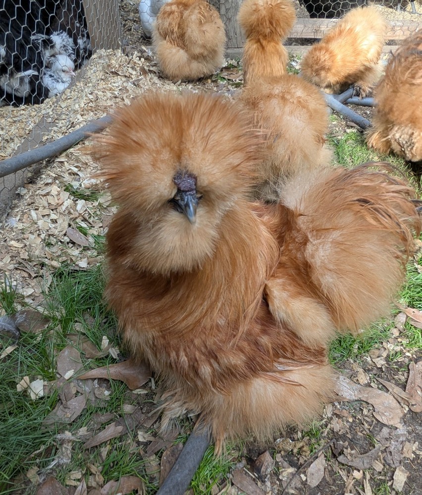 12 Quality Buff & Paint Eggs NPIP