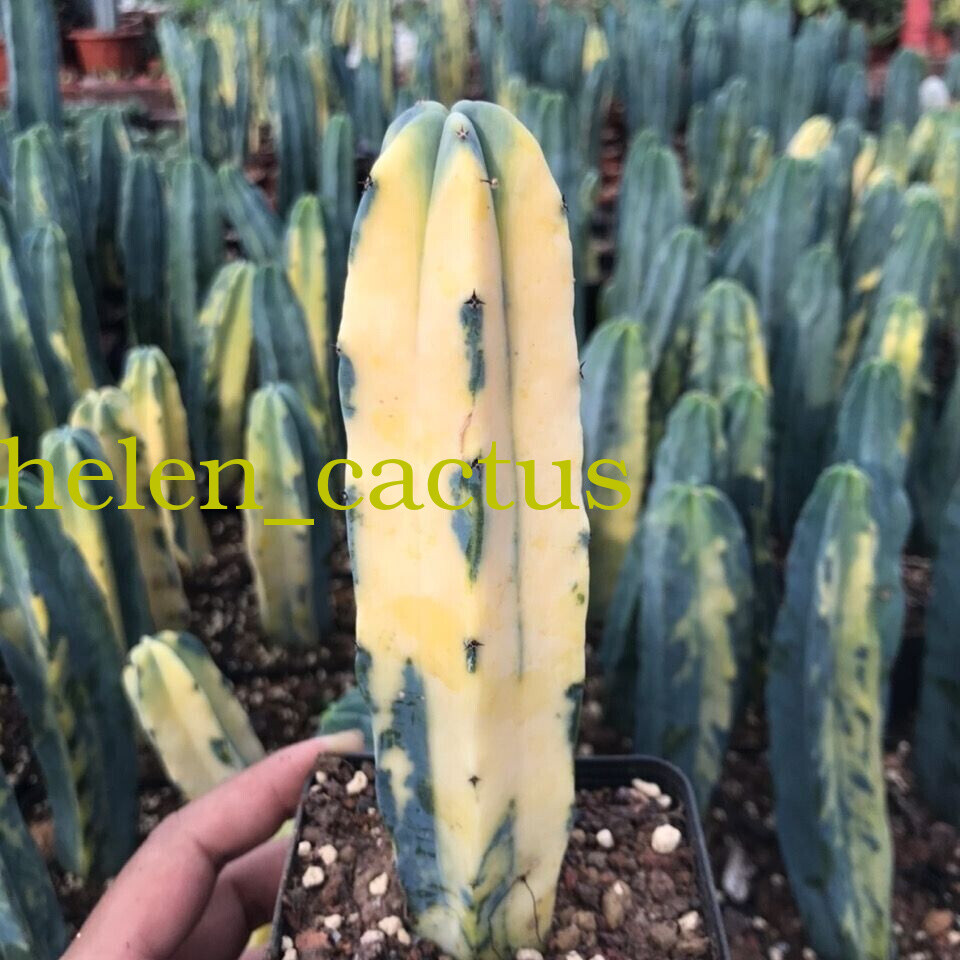 Myrtillocactus geometrizans Variegated Succulent plants 8-12CM