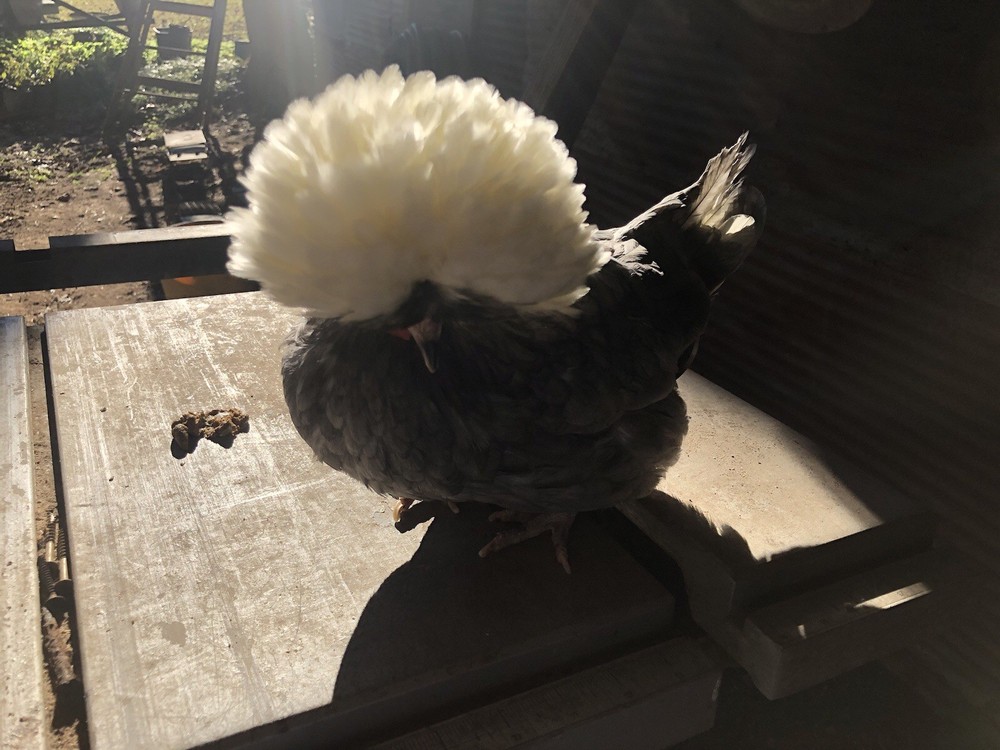 Polish Frizzle Hatching Eggs 15+ NPIP