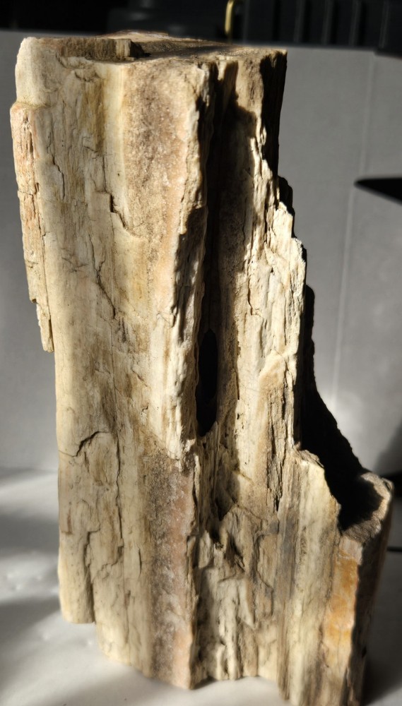 Petrified Wood