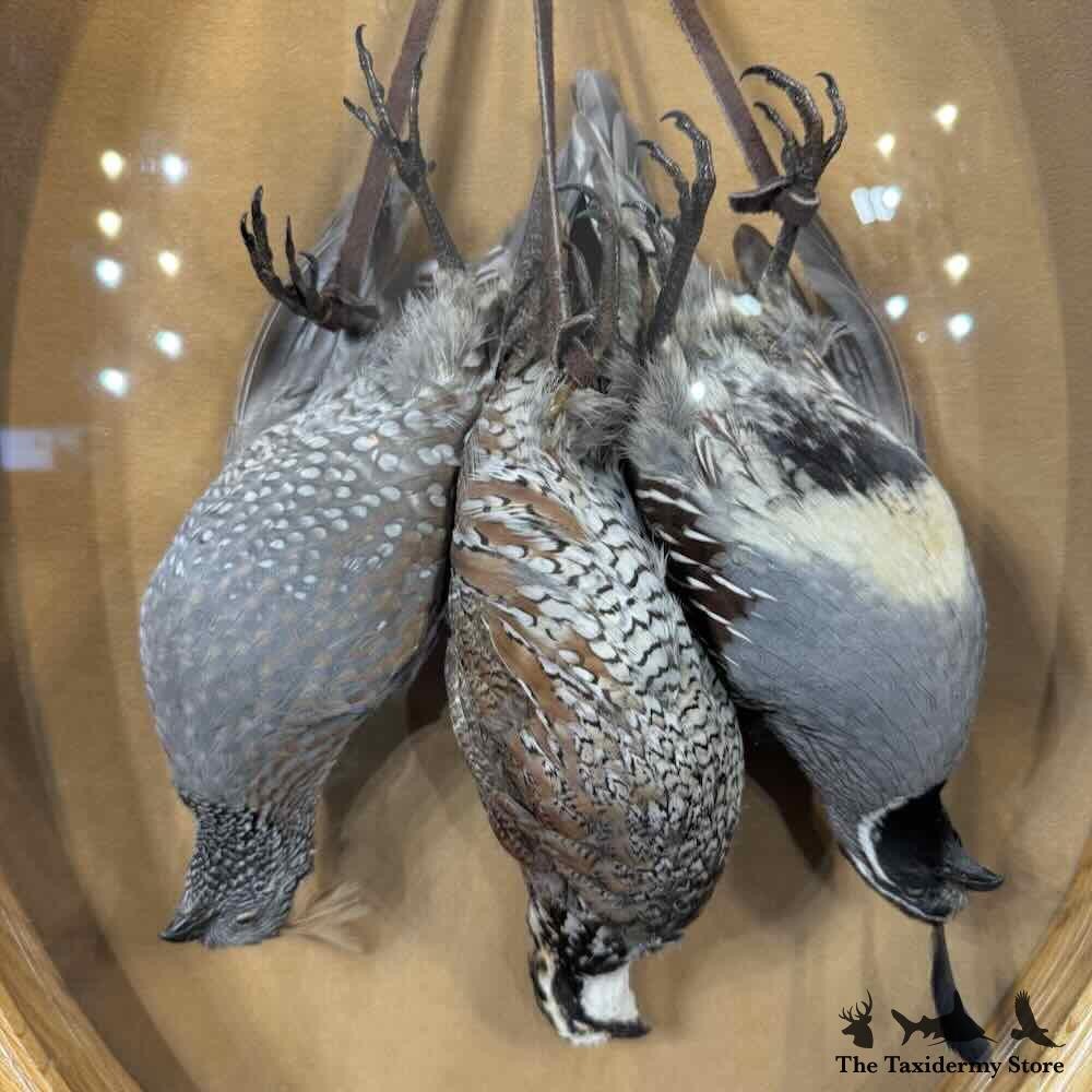 #31598 EL | Triple Quail Taxidermy Display For Sale