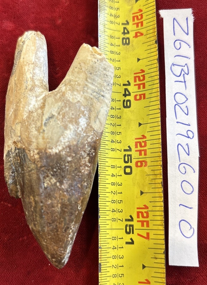 3 3/8” Basilosaurus Tooth 40-34 Mil Yrs Old Late Eocene