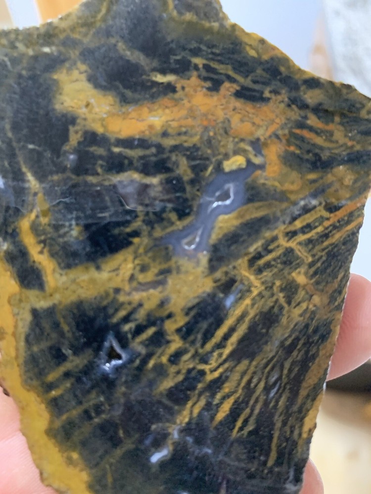 indonesian petrified wood