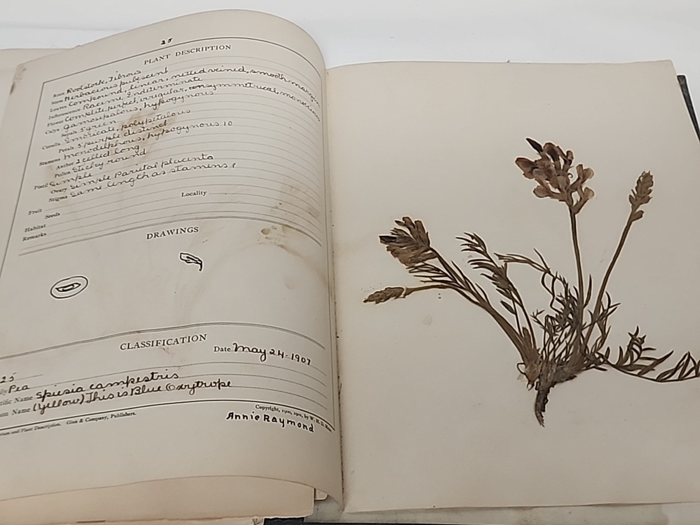 Antique HERBARIUM AND PLANT DESCRIPTIONS Meier Ginn And Company Complete 1907