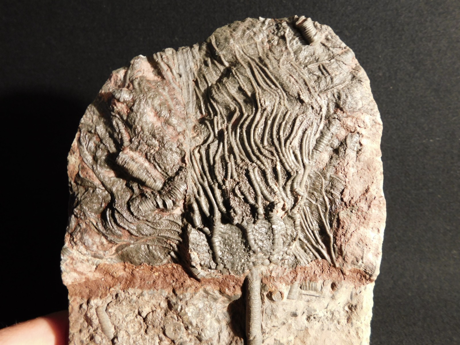 Nice! 430 Million Year Old! CRINOID Fossil or Sea LILY Fossil Morocco 838gr