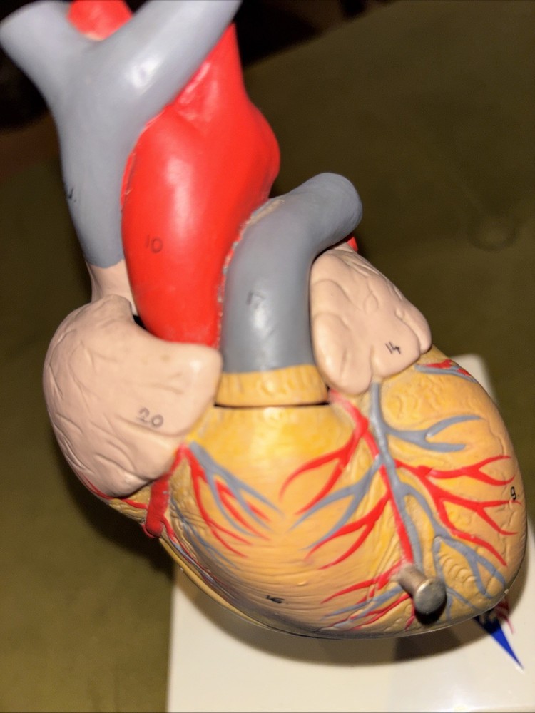 3B Anatomical Model Detailed Human Heart Stand 2-Part Learning Model Science Lab