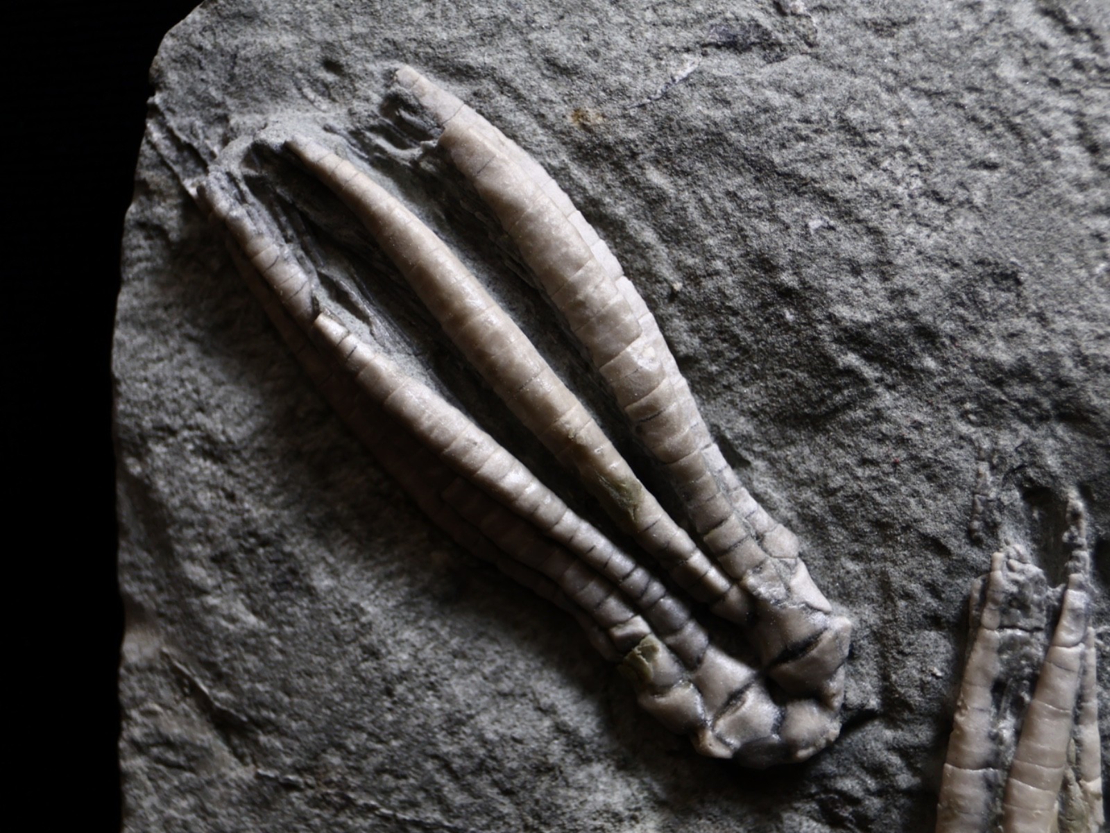 Two Scytalocrinus decadactylus Fossil Crinoids, Crawfordsville, Indiana
