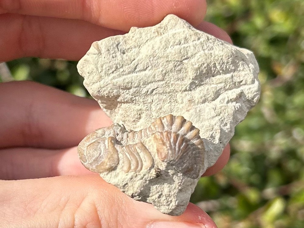 NICE Oklahoma Fossil Trilobite Kainops invius Devonian Age Bug in Matrix