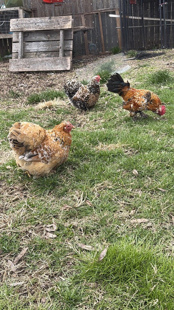 Mille Fleur Calico Bantam Hatching Eggs