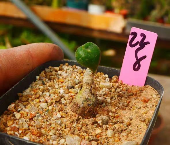 RareSucculent Plant Tylecodon opelii OwnRoot Random Boutique
