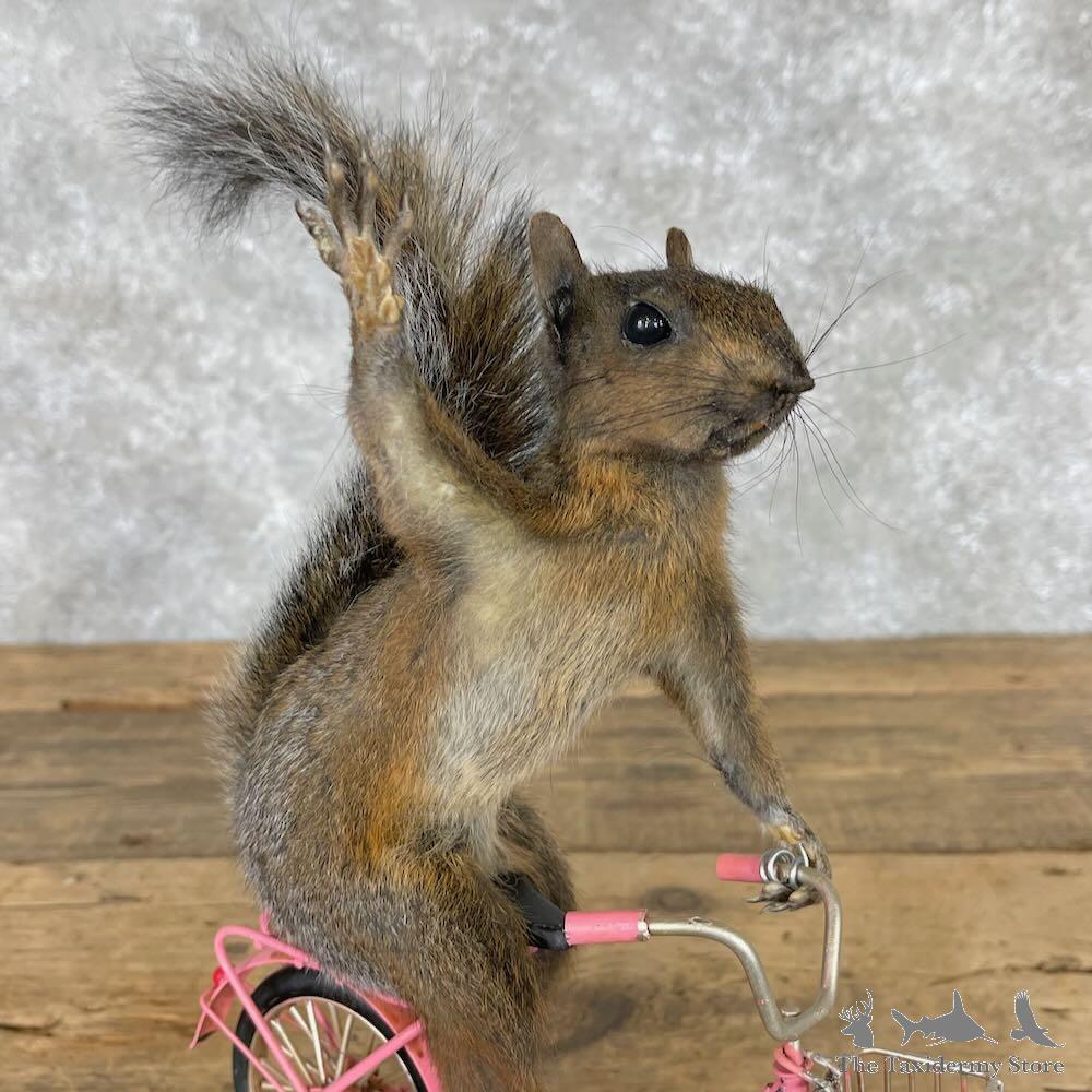 #28362 E | Novelty Grey Squirrel Taxidermy Mount For Sale