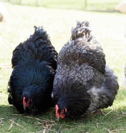 12+ Rare Breed Chicken Hatching Eggs Orpington, Wyandotte, Sweddish Flower
