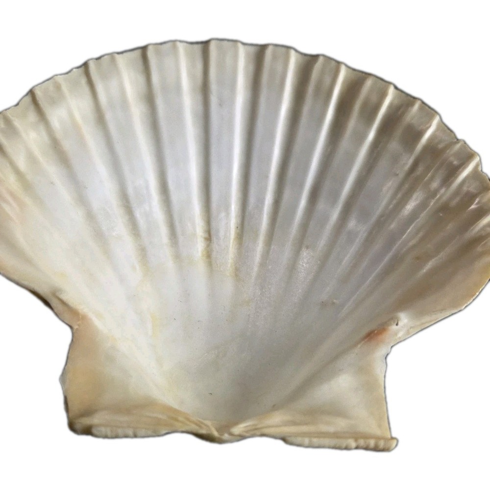 120 mm 4-3/4 GREAT PATTERN Pecten Maximus Scallop Seashells #FSFSDC