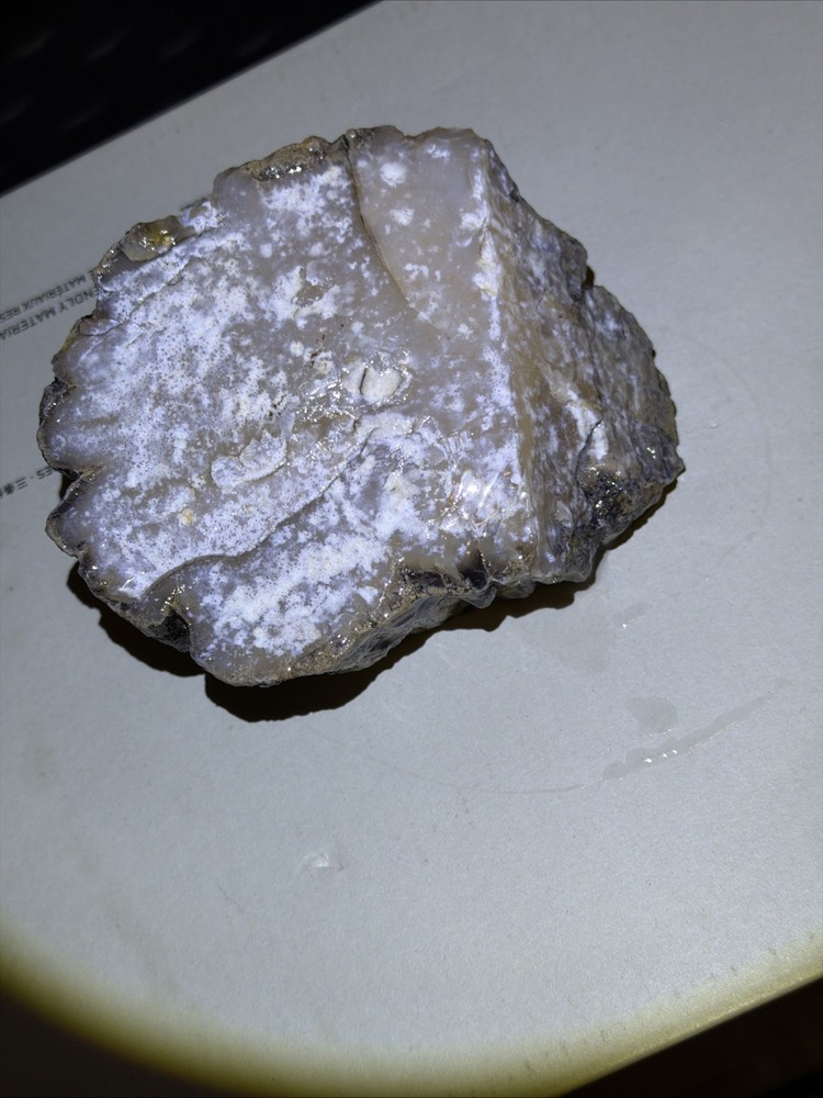 Petrified Wood