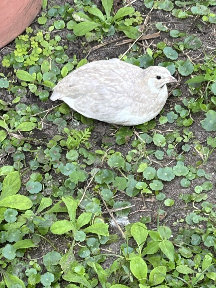 5 Celadon Blue Coturnix Quail Hatching Eggs