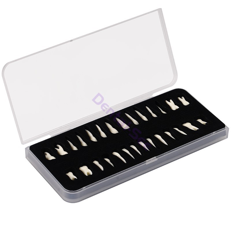 28Pcs 1:1 Oral Permanent Teeth Model Discrete tooth model with root Simulation