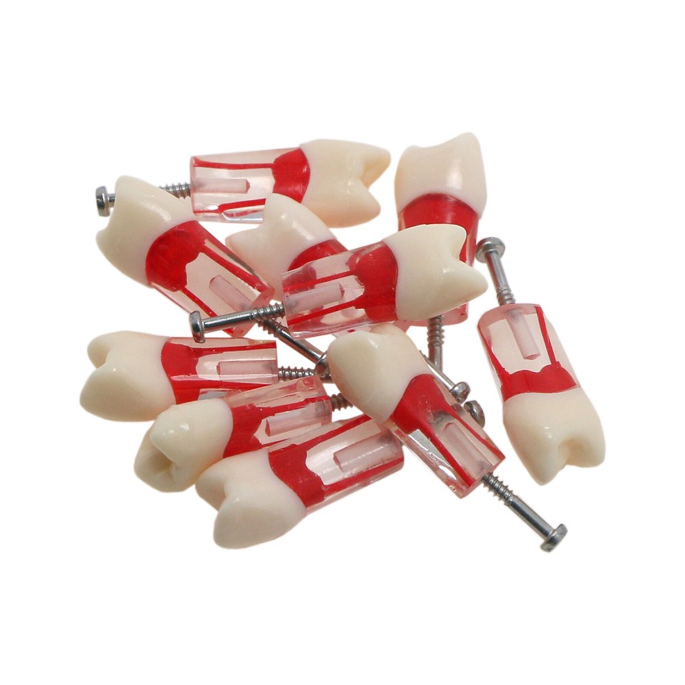 Dental Endo Root Canal Teeth Models Study RCT Practice Typodont Model #8006