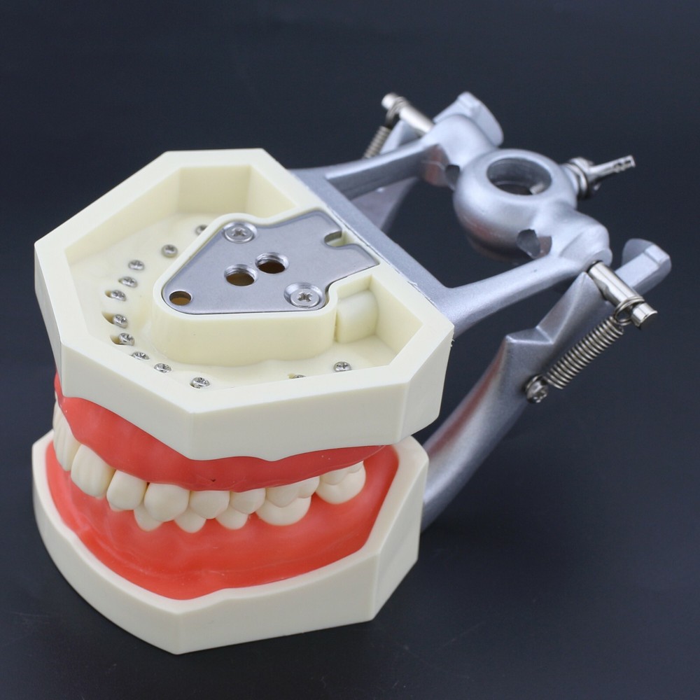 Kilgore Nissin 200 Type Dental Practice Typodont Teeth Model 28 Removable Teeth