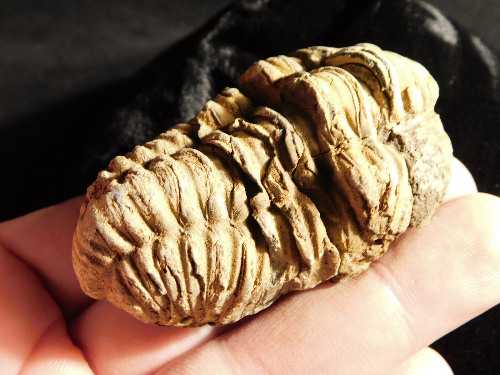 Big! 460 MILLION Year Old! Flexicalymene TRILOBITE Fossil Morocco 74.5gr