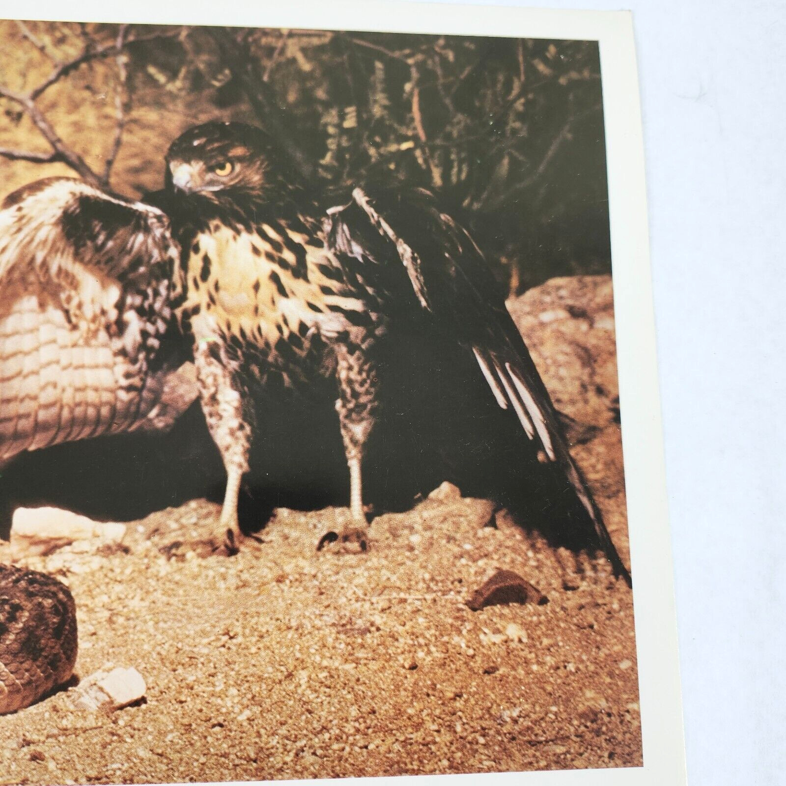 The Living Desert Walt Disney 1971 Lobby Card Movie Poster Winston Hibler 1953