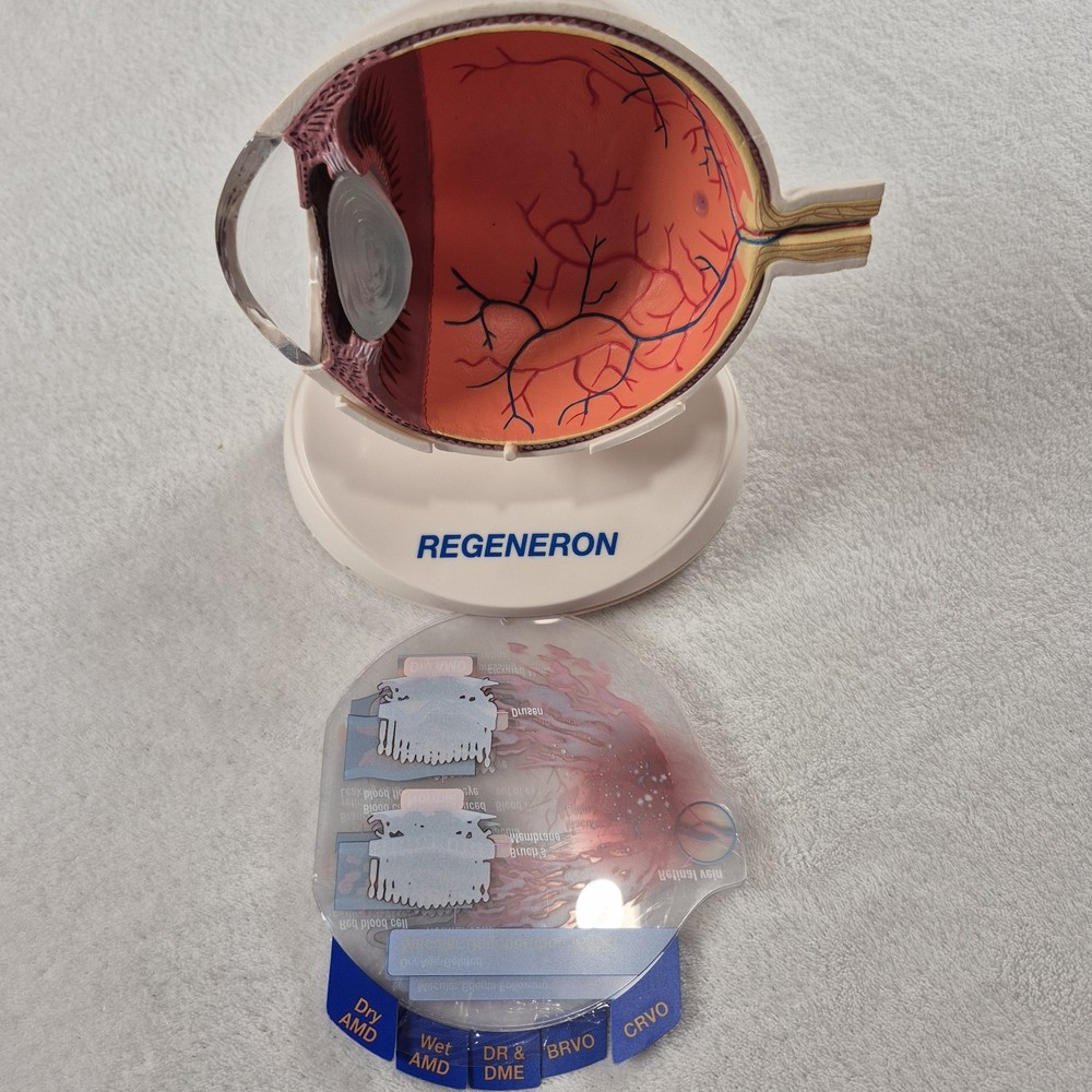 Human Eye Anatomical Model Optometrist Eyeball Optometry Office Display Educ.
