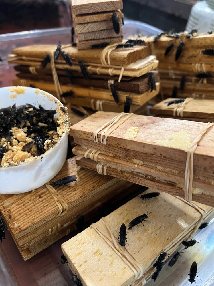 Black Soldier Fly Larvae PREPUPAE