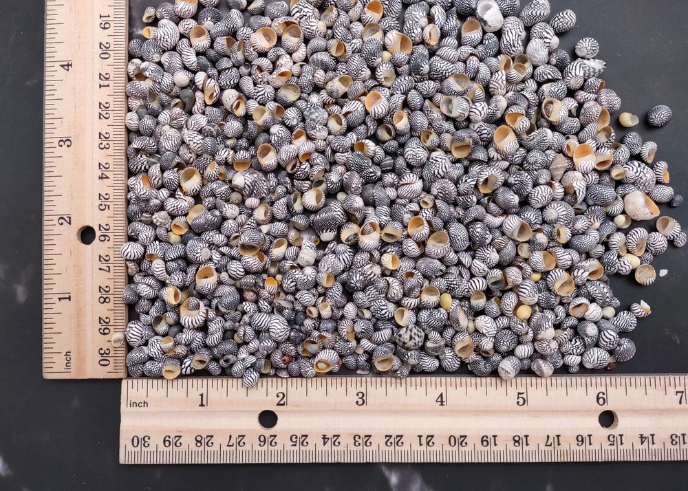 Zebra Nerite Seashells Black White (approx. half cup 850 shells 0.25+ inches)