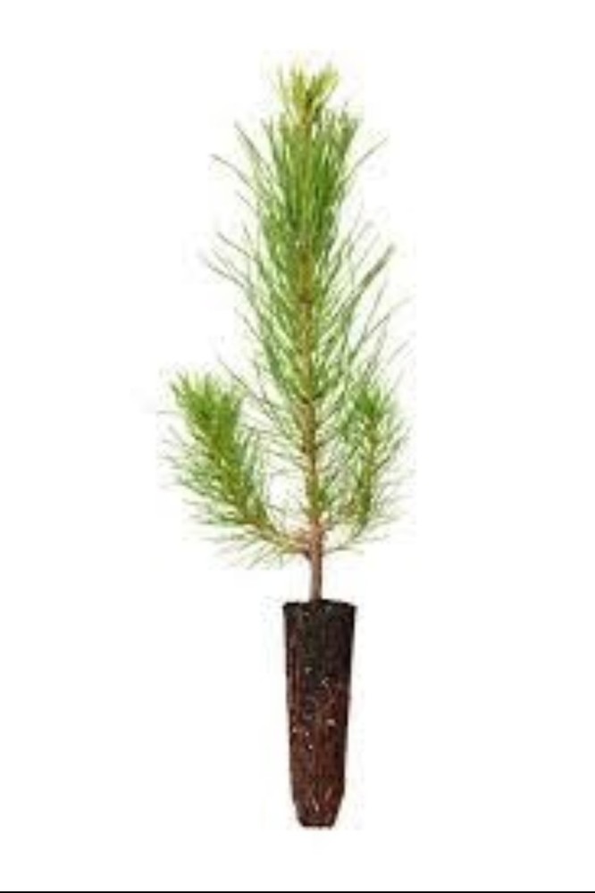 50 Containerized Loblolly Pine Seedlings (NOT BARE ROOT) Pinus Taeda