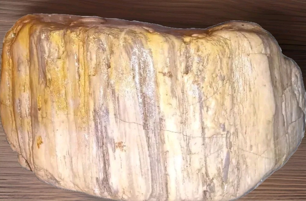 Petrified Fossilized Wood Rough 6 lbs 3 oz