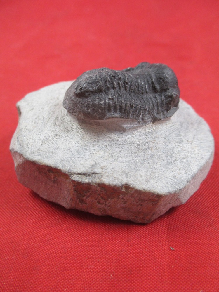 Trilobite Fossil, Phacops sp, Prepared MICRO 60 Grams