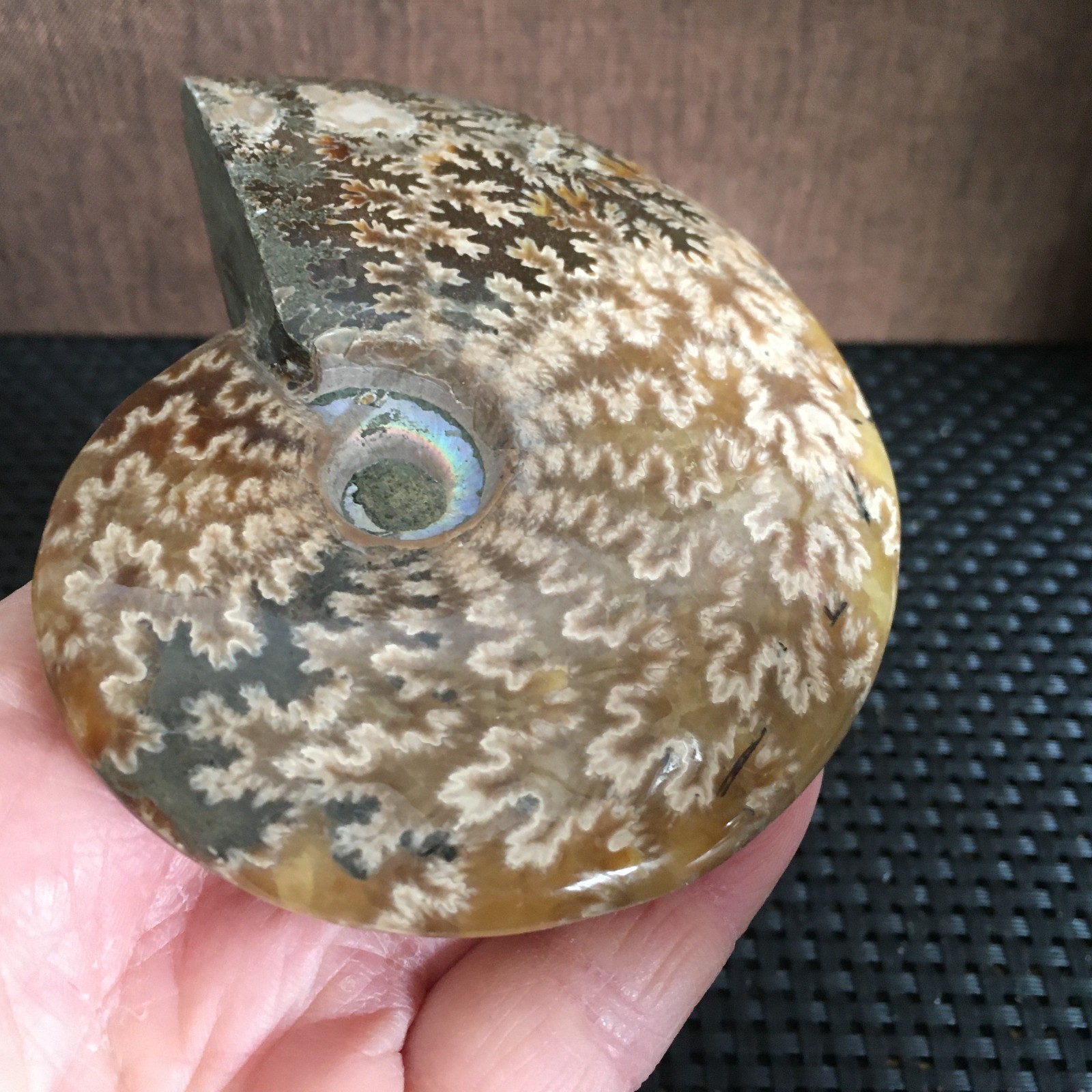 239g Natural polishing Ammonite crystal specimens fb1027