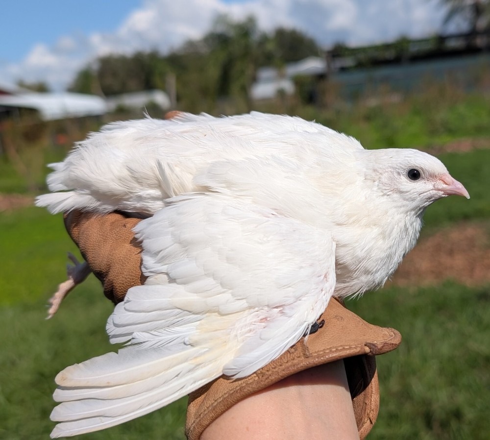 55 ++ Rainbow Coturnix Quail Hatching Eggs