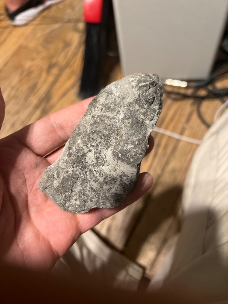 fossils other