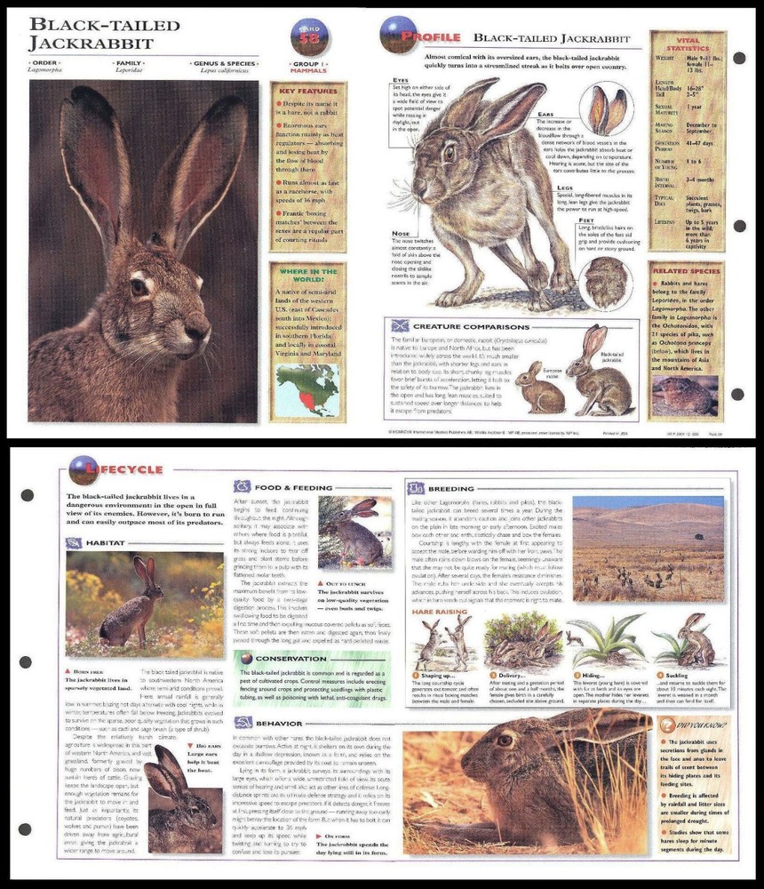 Fold-Out Sheet - Black-Tailed Jackrabbit - 58