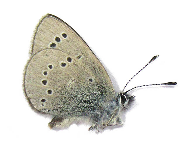GLAUCOPSYCHE LYGDAMUS INCOGNITUS 1M (USA. CA)