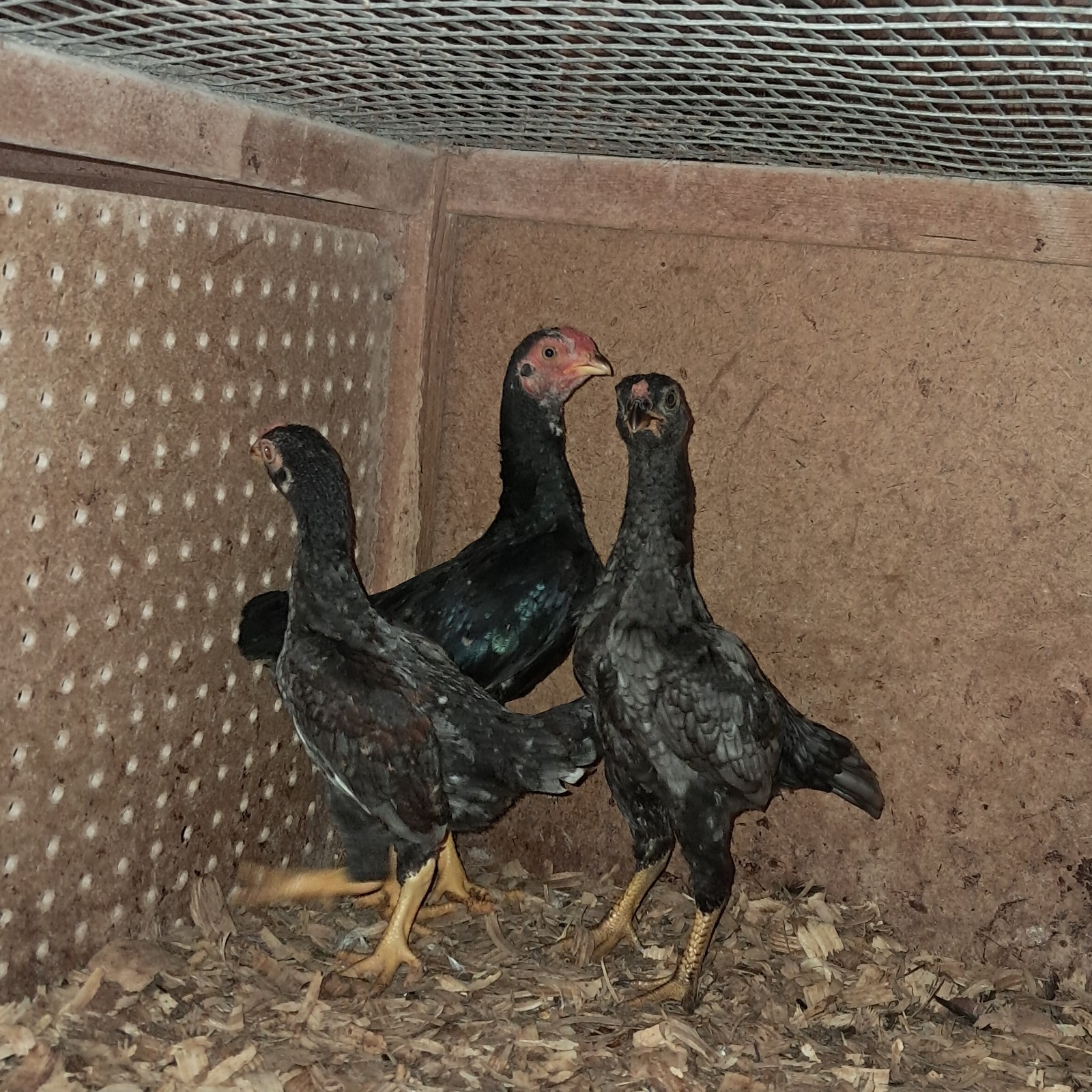 Rare Koshamo hatching eggs 6+