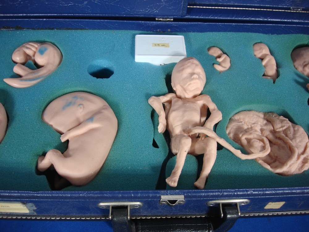 Vintage Trainex Fetal Development Trainer