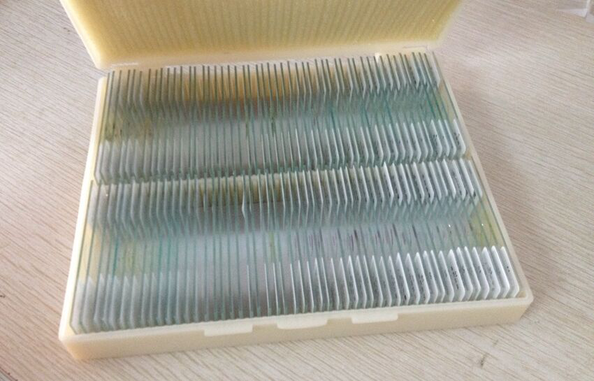 100pc Professional Glass Slice Prepared Microscope Slides Educational Specimen