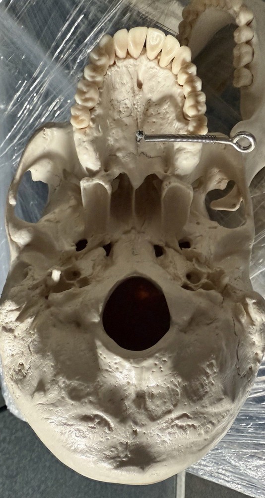 Artificial Human Skull Anatomical Model.