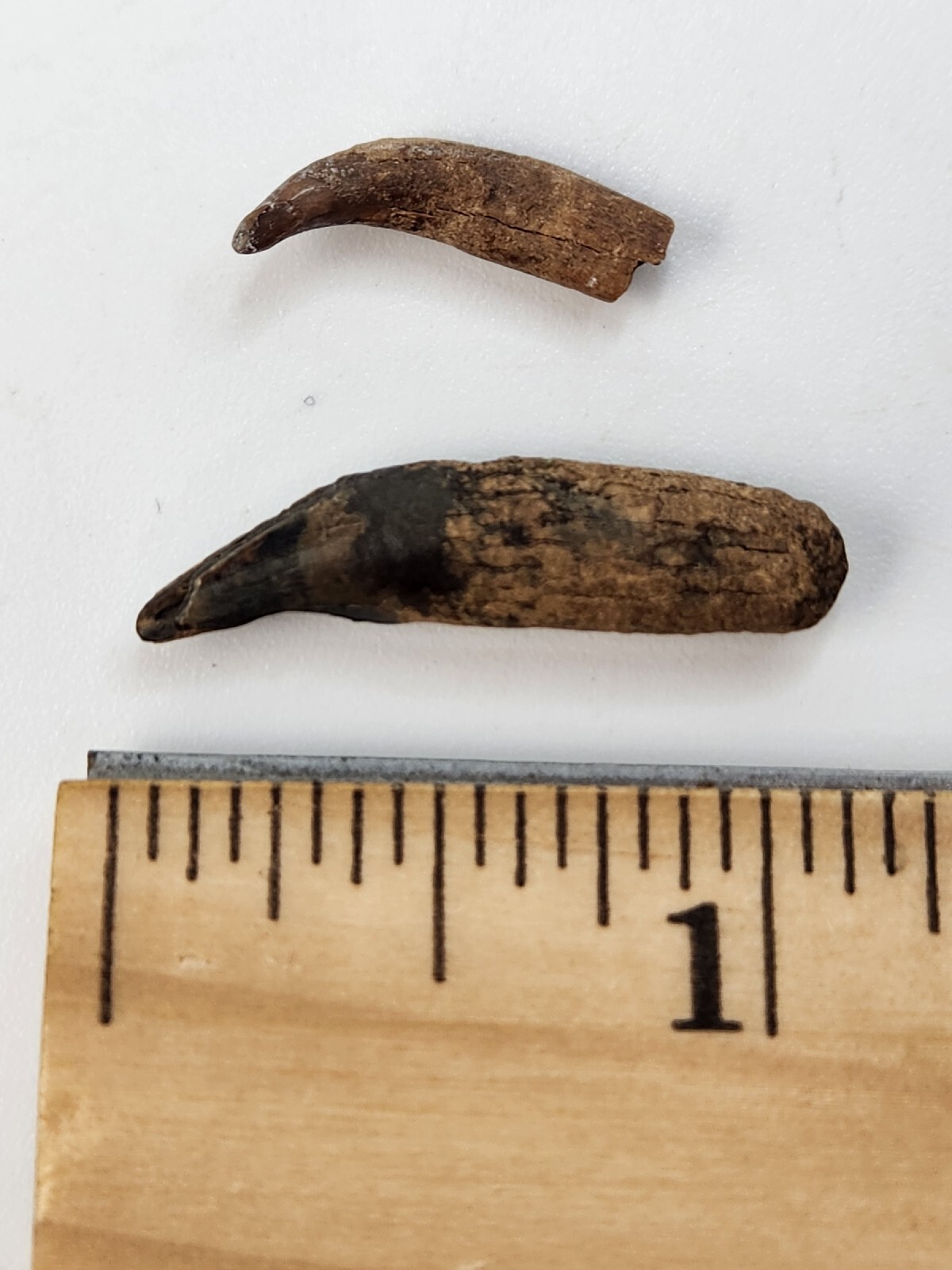 Raccoon Rooted Upper Canine Tooth Fossil - Florida Pleistocene - 1 Per Purchase