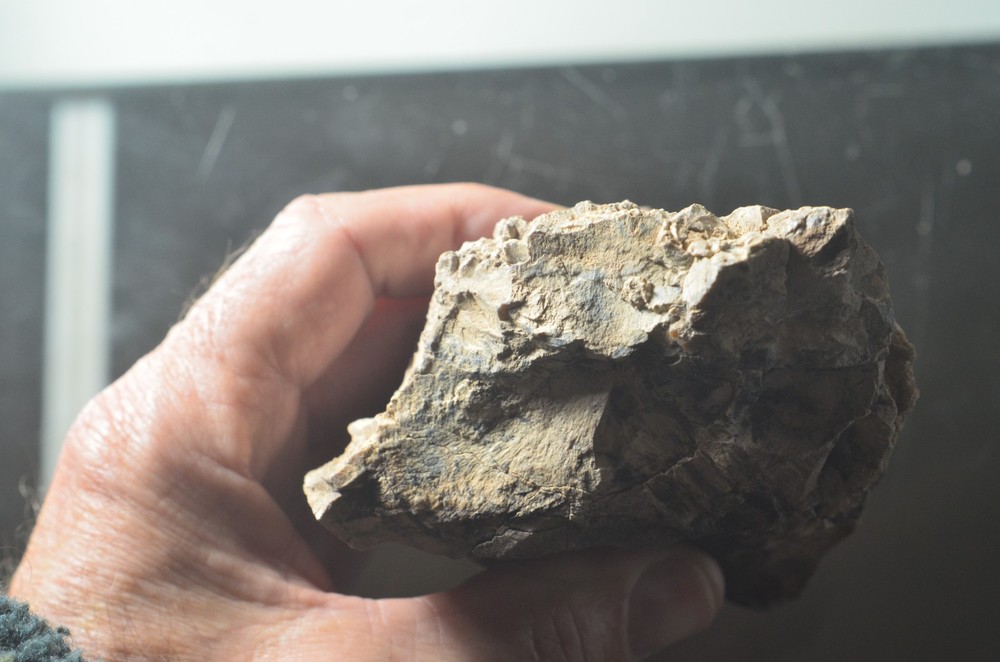 Utah Petrified Wood