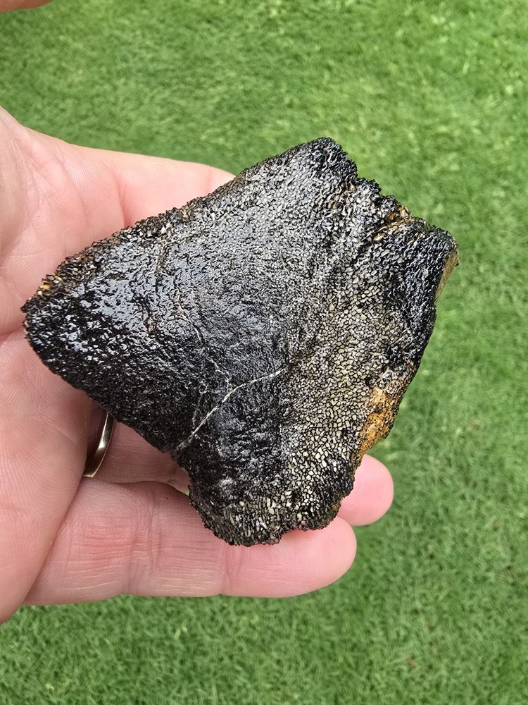 Partially Digested Caudal Tail Vertebrae - TX Mosasaur