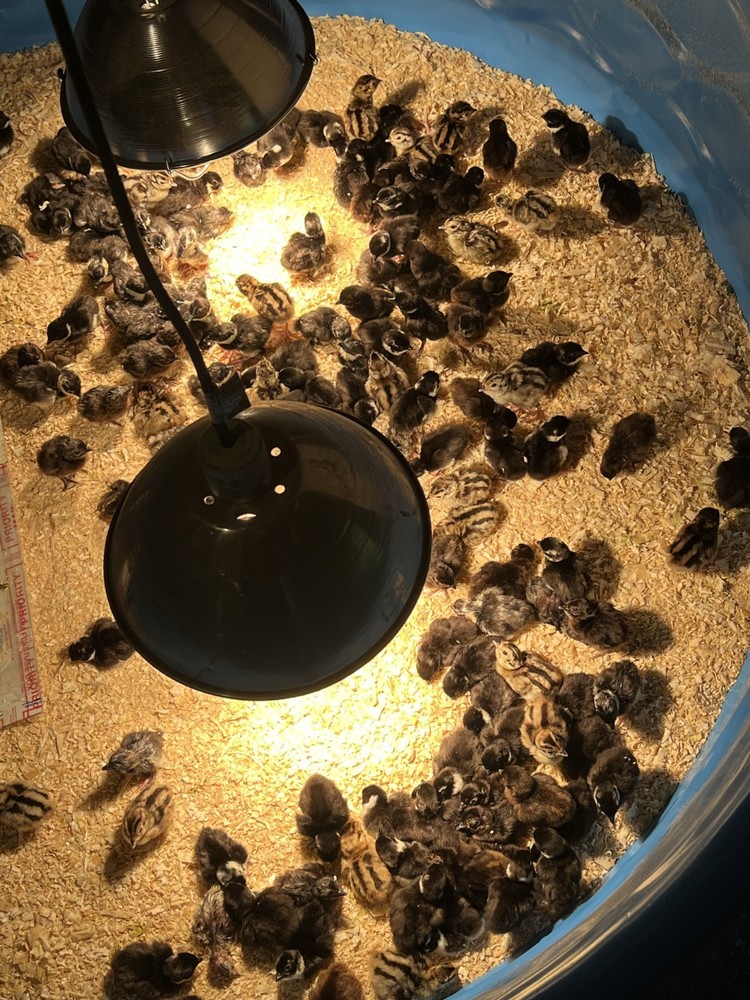 60 plus 12 Fertile pheasant hatching eggs