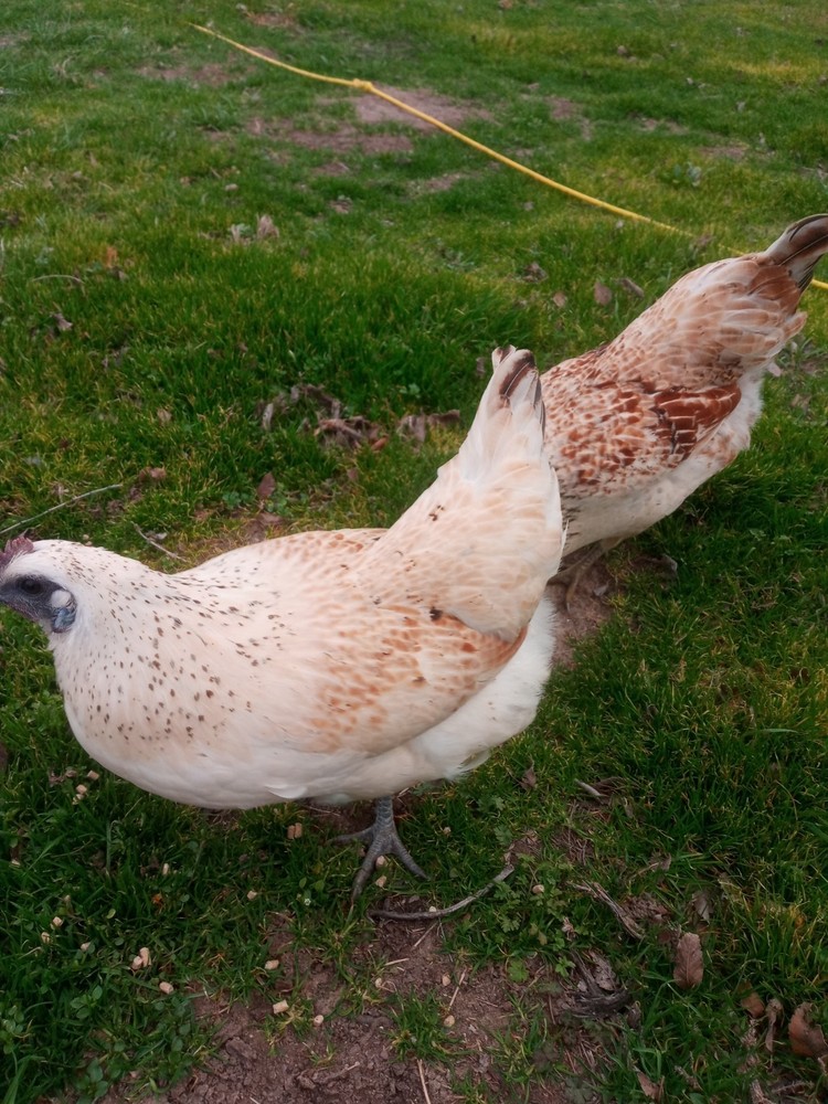 6+ Mosaic Hatching Eggs