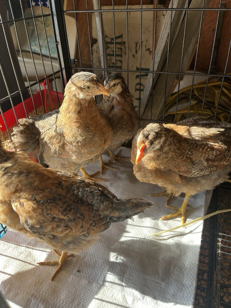 Mixed Hens Choice 12 Hatching Eggs